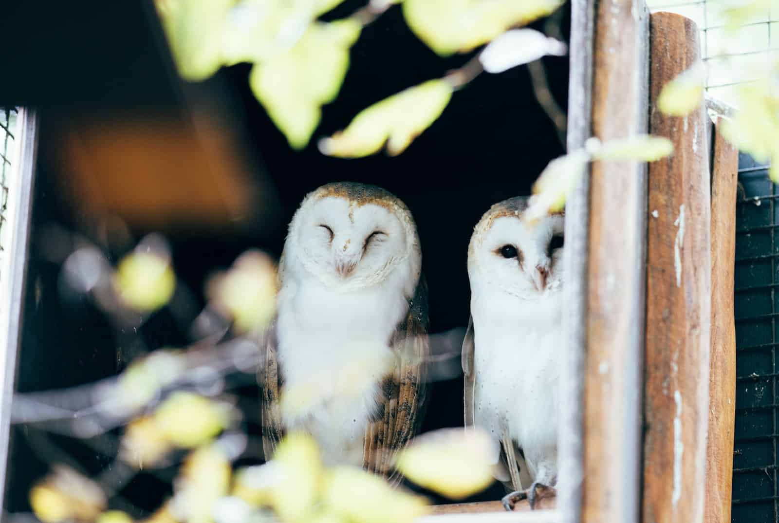 Types of Owls in South Carolina