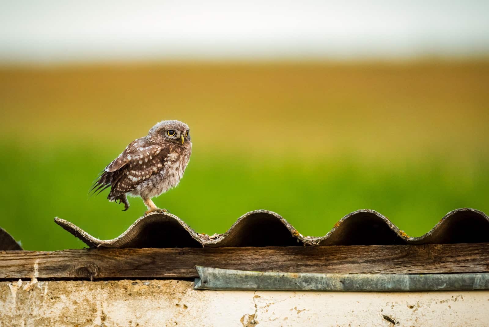 types of owls in virginia