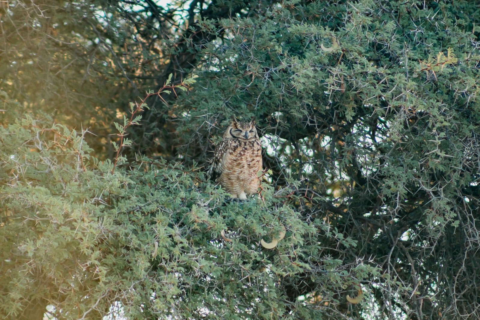types of owls in washington state