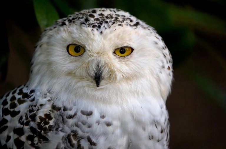 9 Types of Owls in Wisconsin