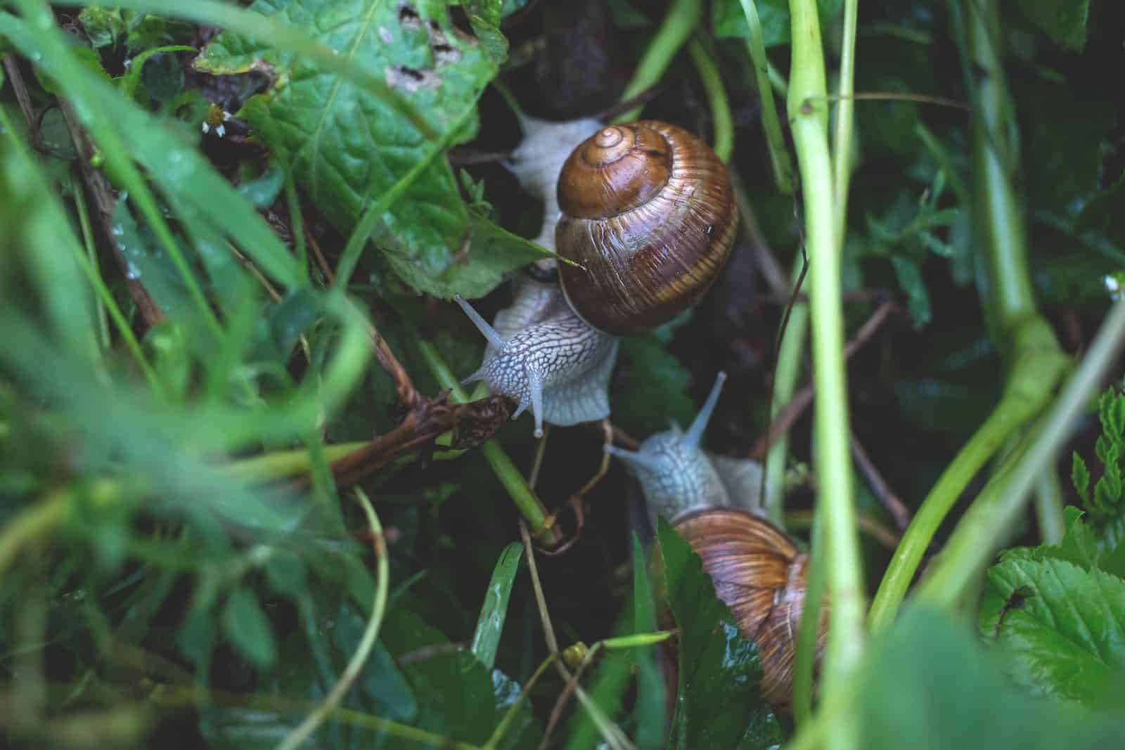 types of snails to keep as pets