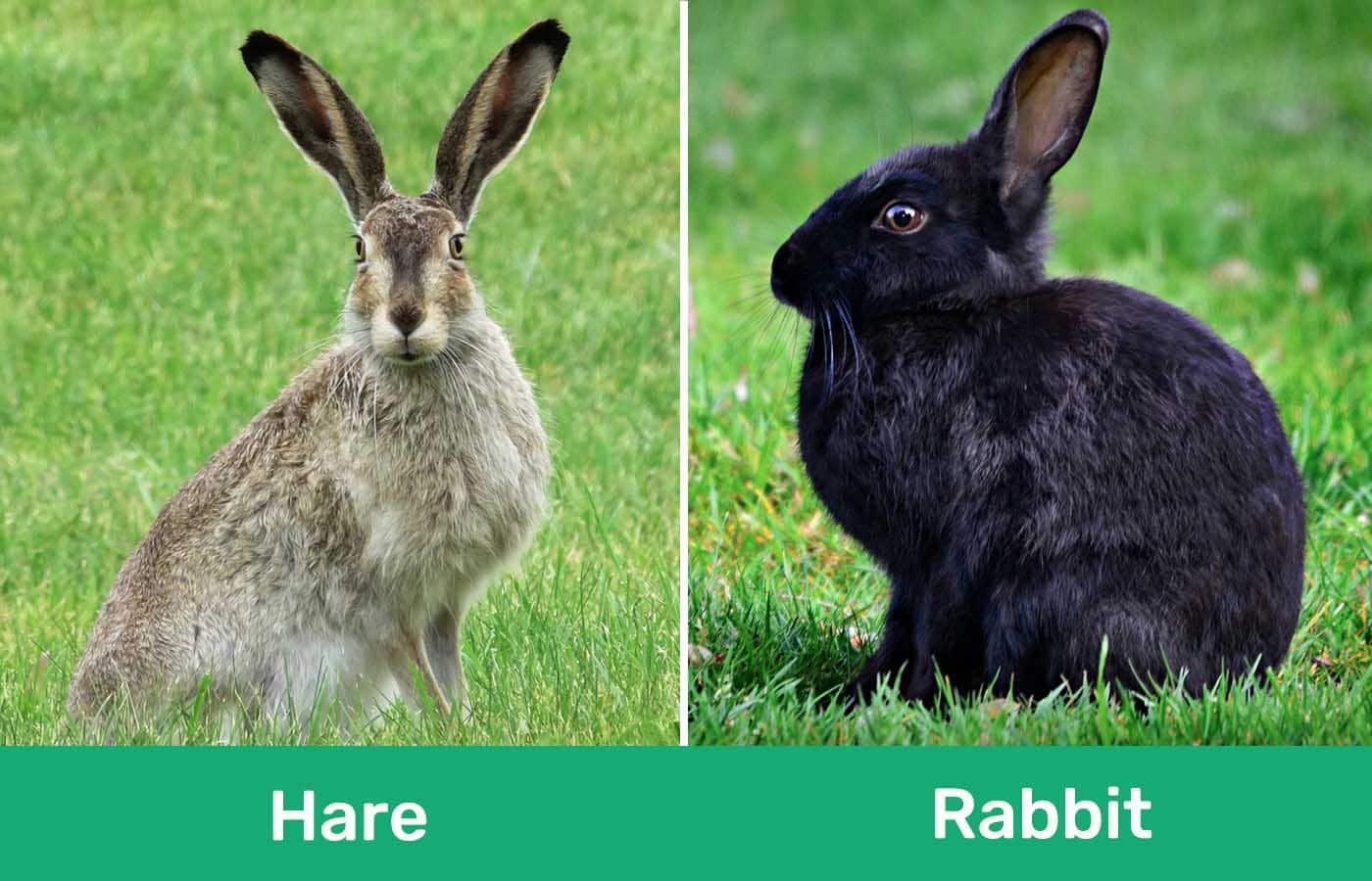 Difference Between Hares and Rabbits