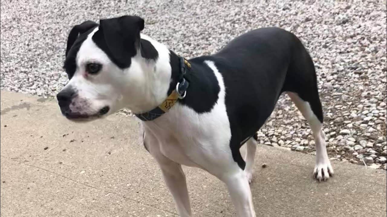 Olde Boston Bulldogge