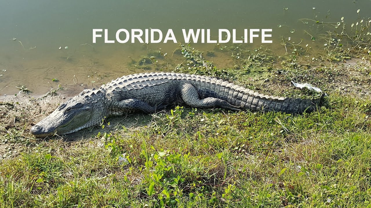 Venomous Animals in Florida