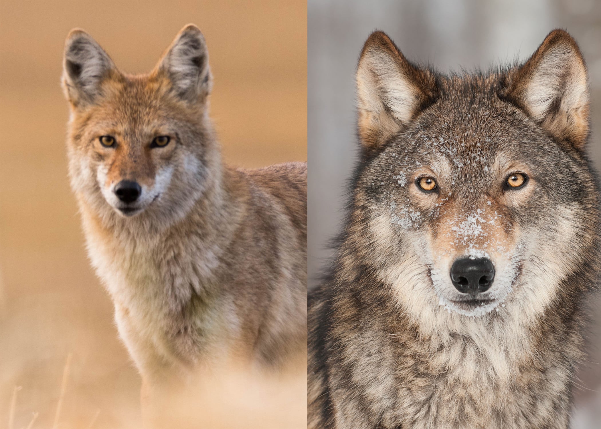 Wolves and Coyotes