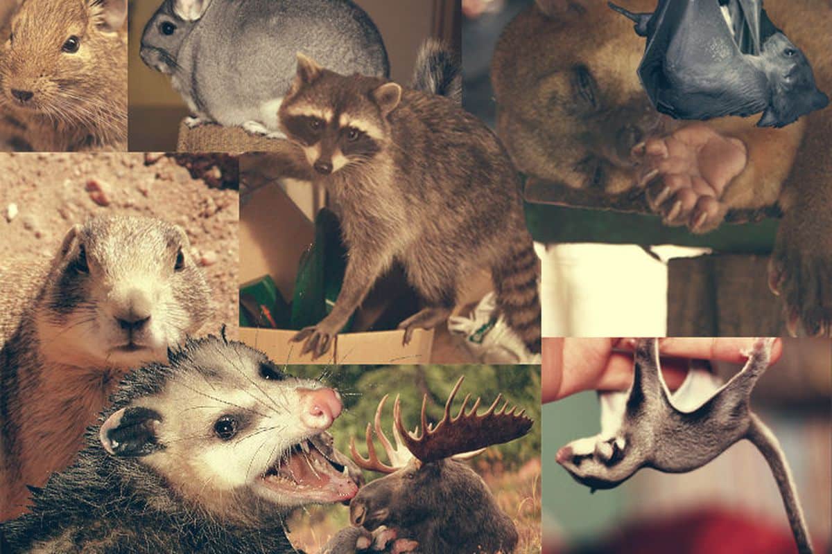 Worst Animals to Keep as Pets