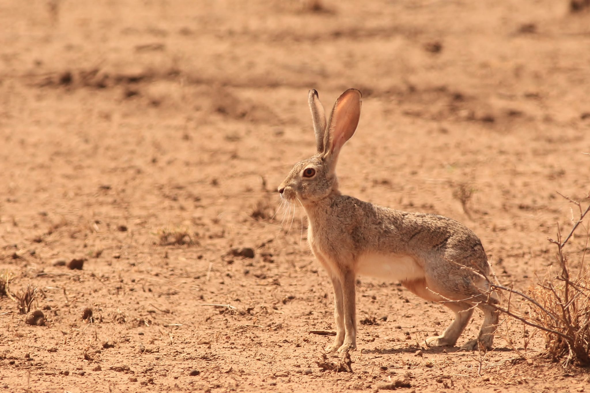 Abyssinian Hare