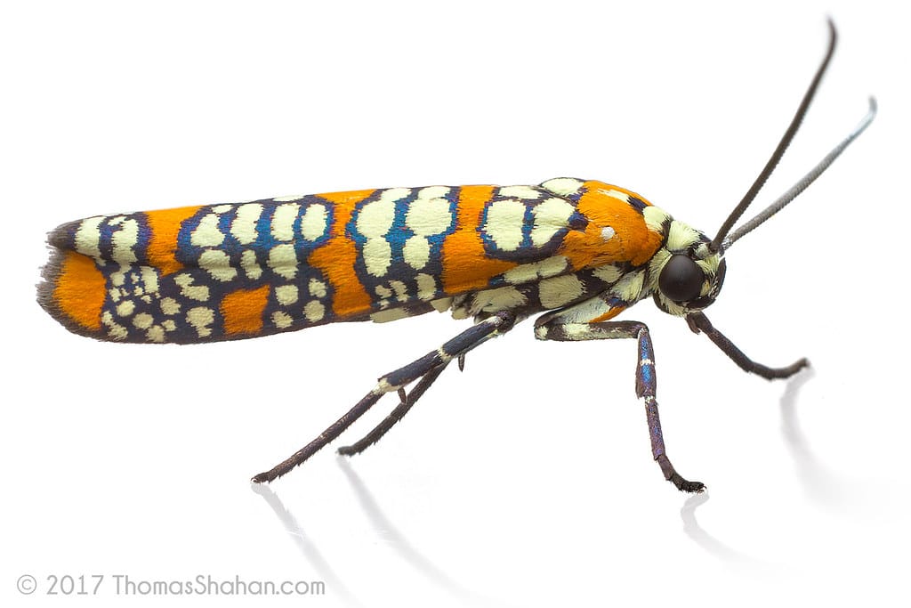 Ailanthus Webworm Moth 