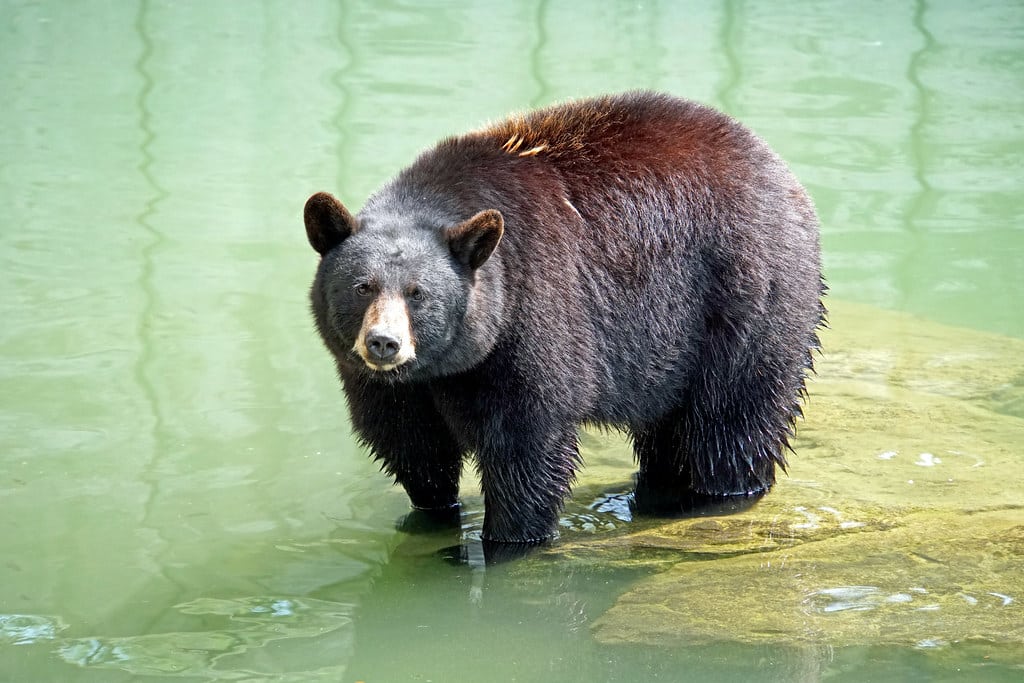 American Black Bear - Different Types of Bears