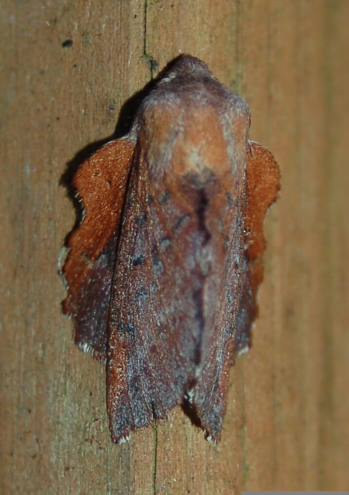 American Lappet Moth