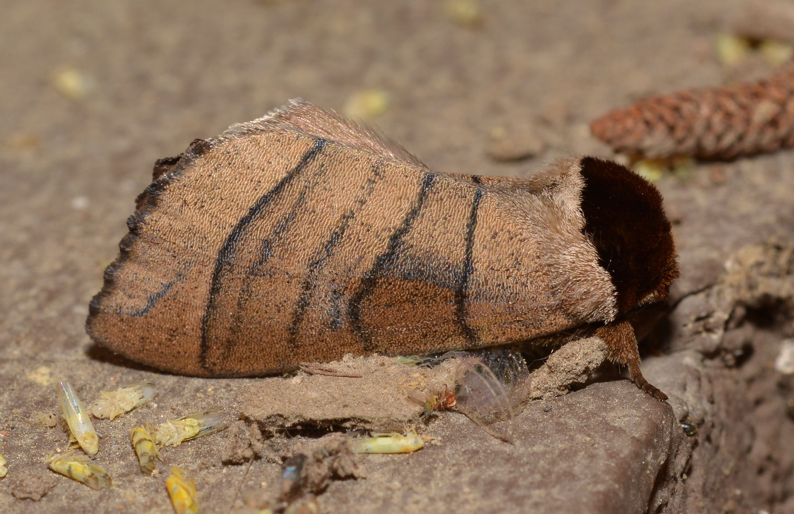 Angus' Datana Moth
