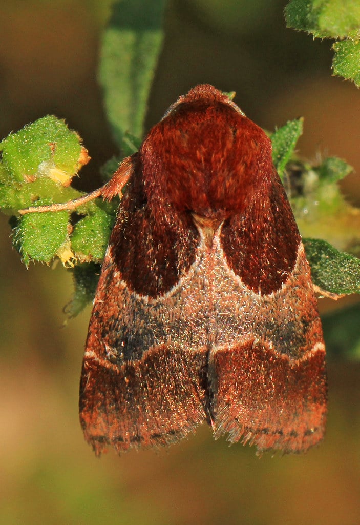 Arcigera Flower Moth