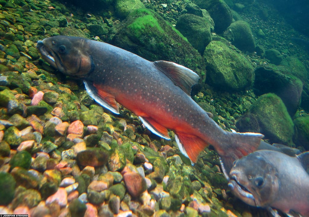 Arctic Char