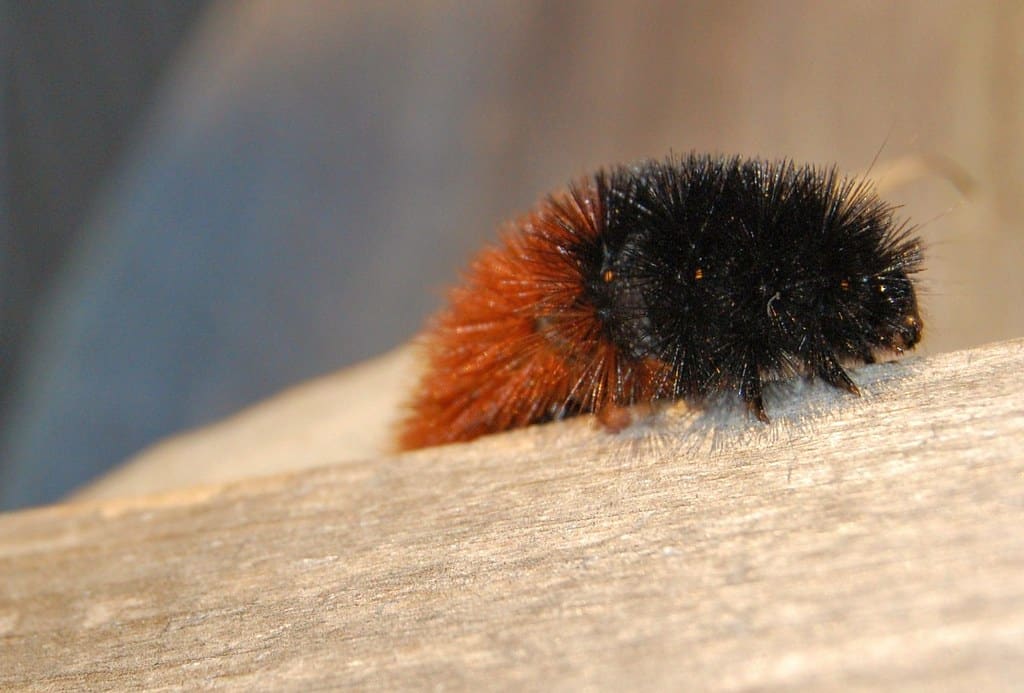 Banded Tiger Moth