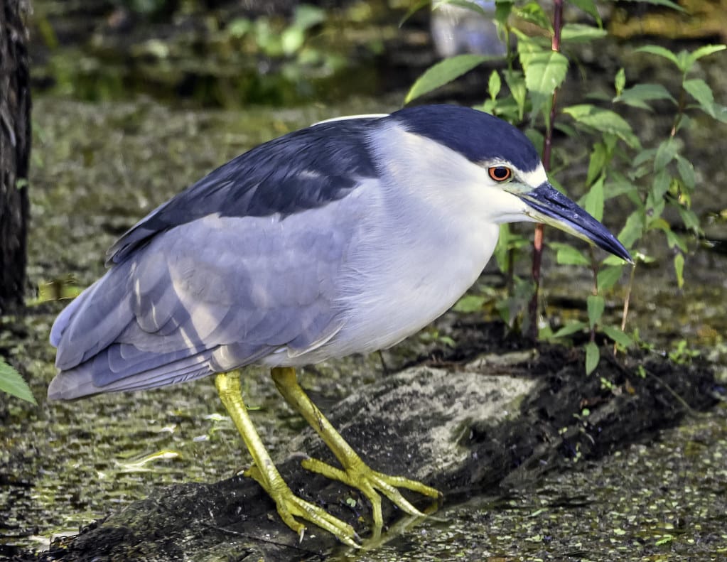 Black-crowned Night-Heron 
