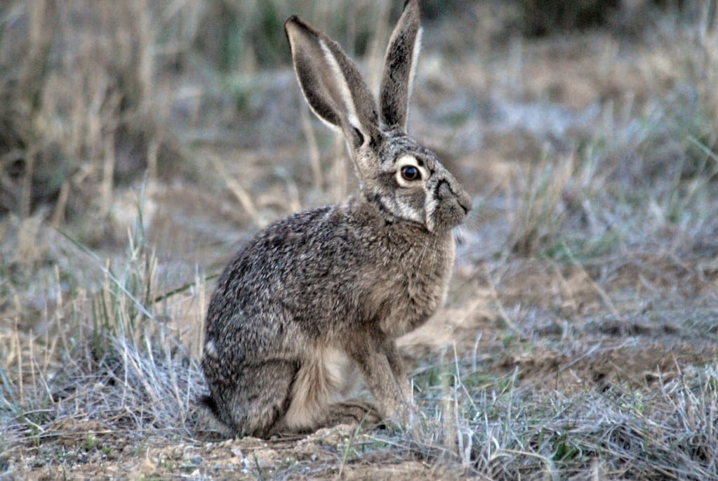 Black-tailed jackrabbit 