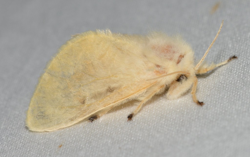 Black-Waved Flannel Moth