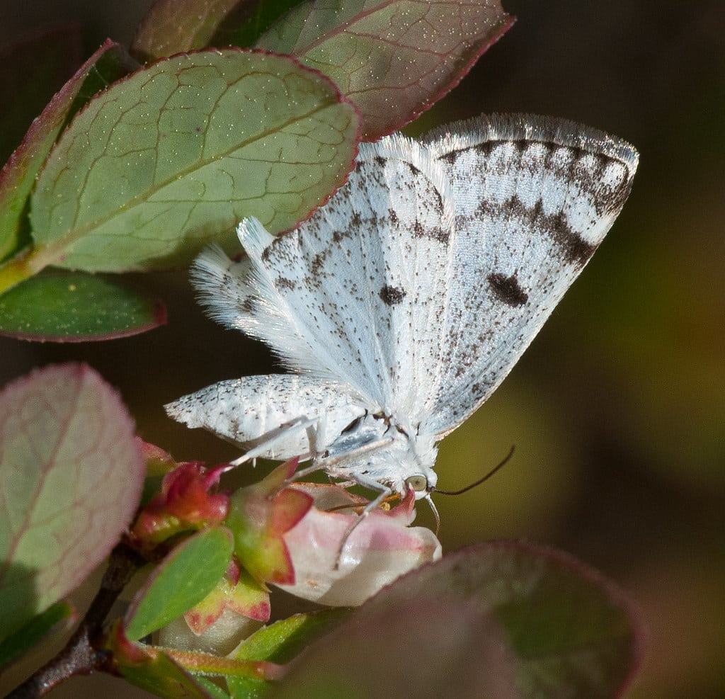 Bluish Spring Moth