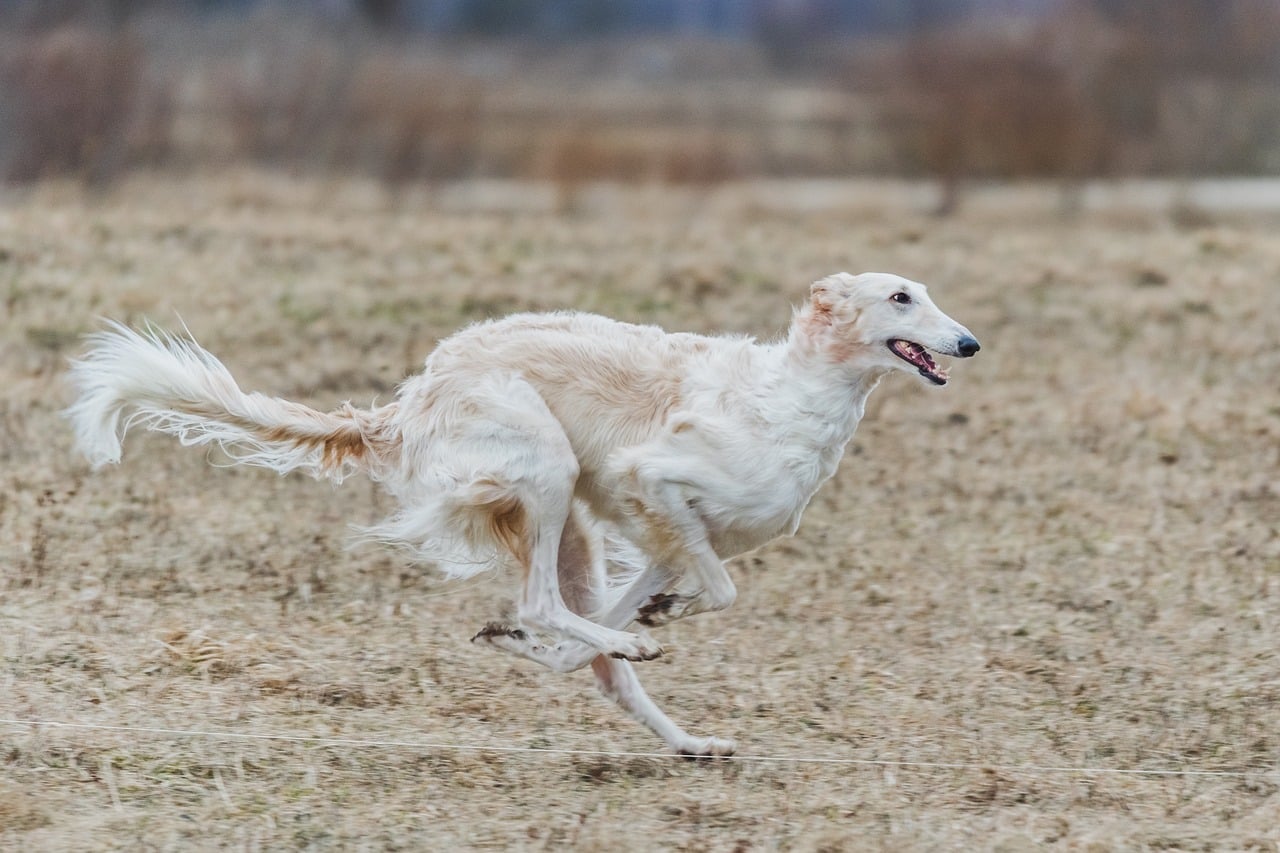 Borzoi