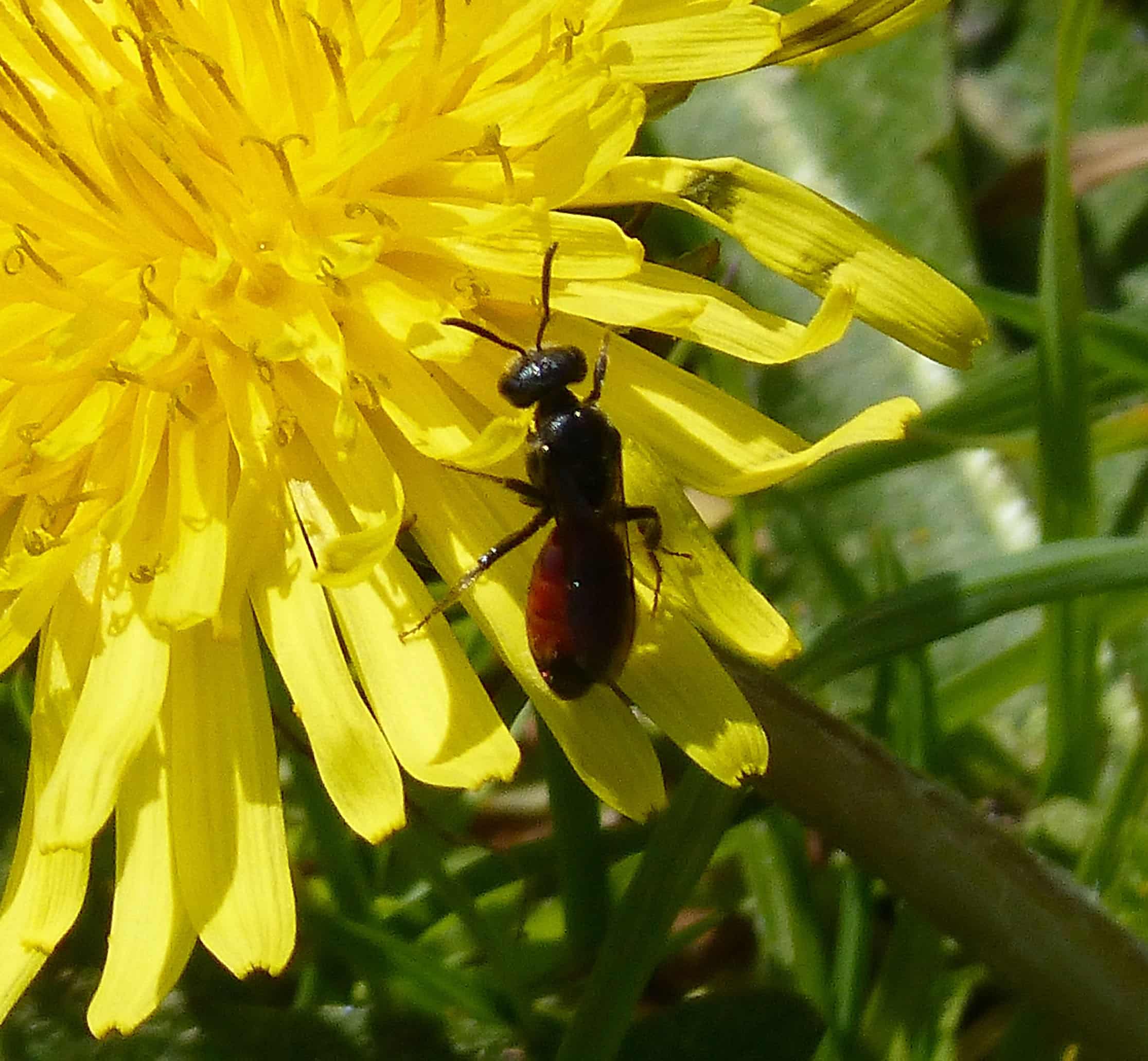 Box-headed Blood Bees