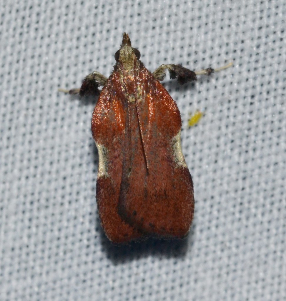 Boxwood Leaftier Moth