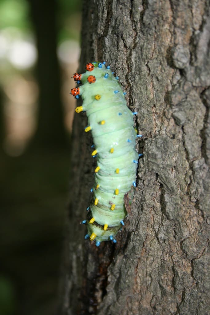 Cecropia Moth Caterpillar