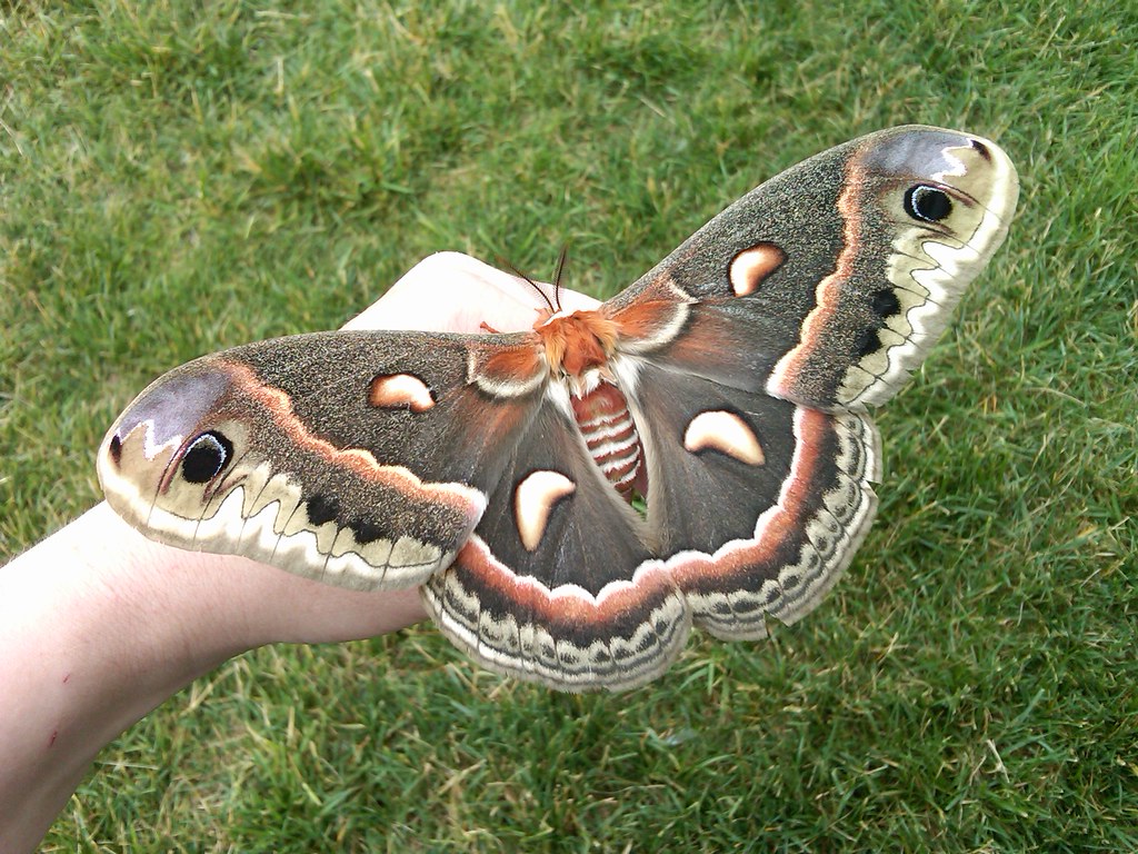 Cecropia Silk Moth