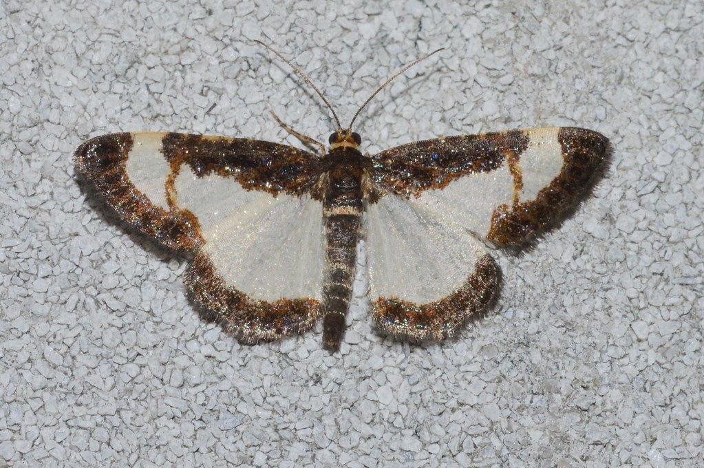 Common Spring Moth