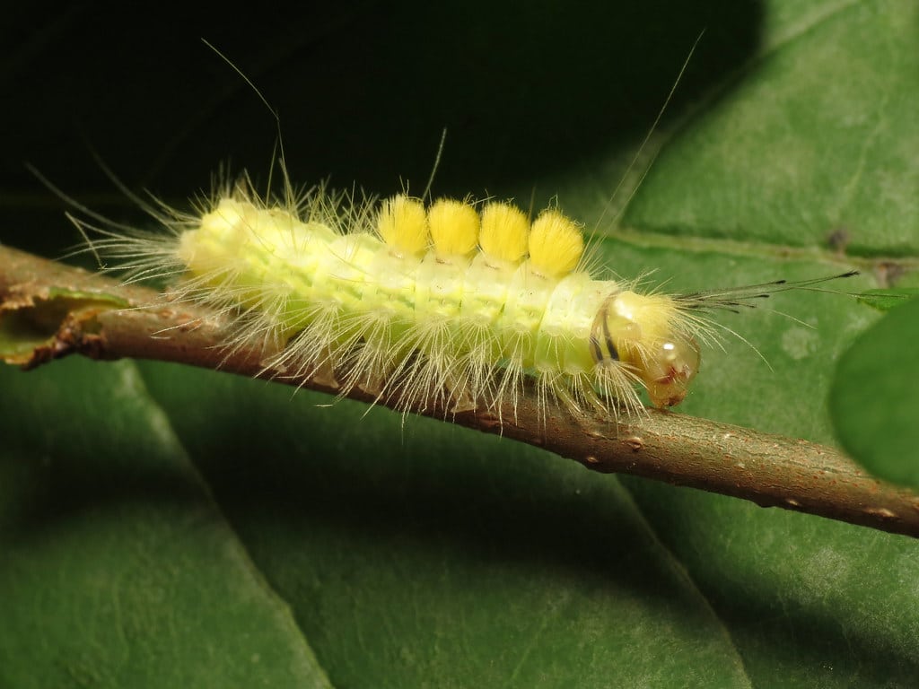 Definite Tussock Moth