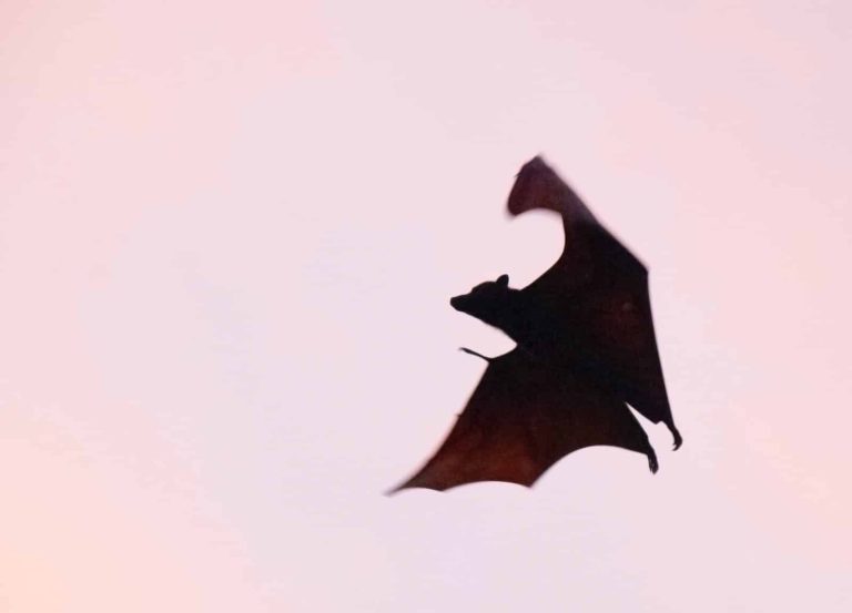 14 Different Types of Bats in Mississippi