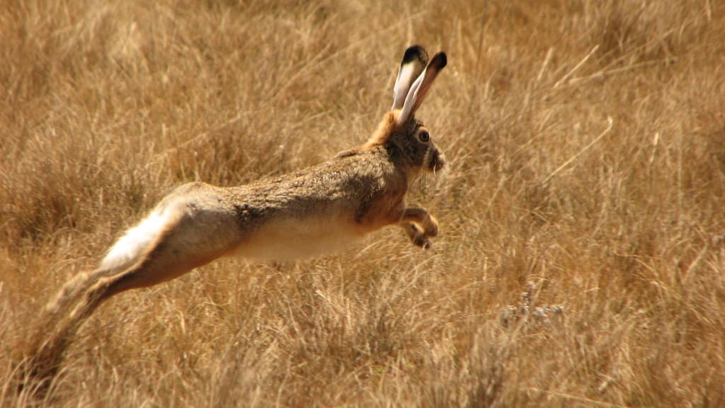 Different Types of Hares