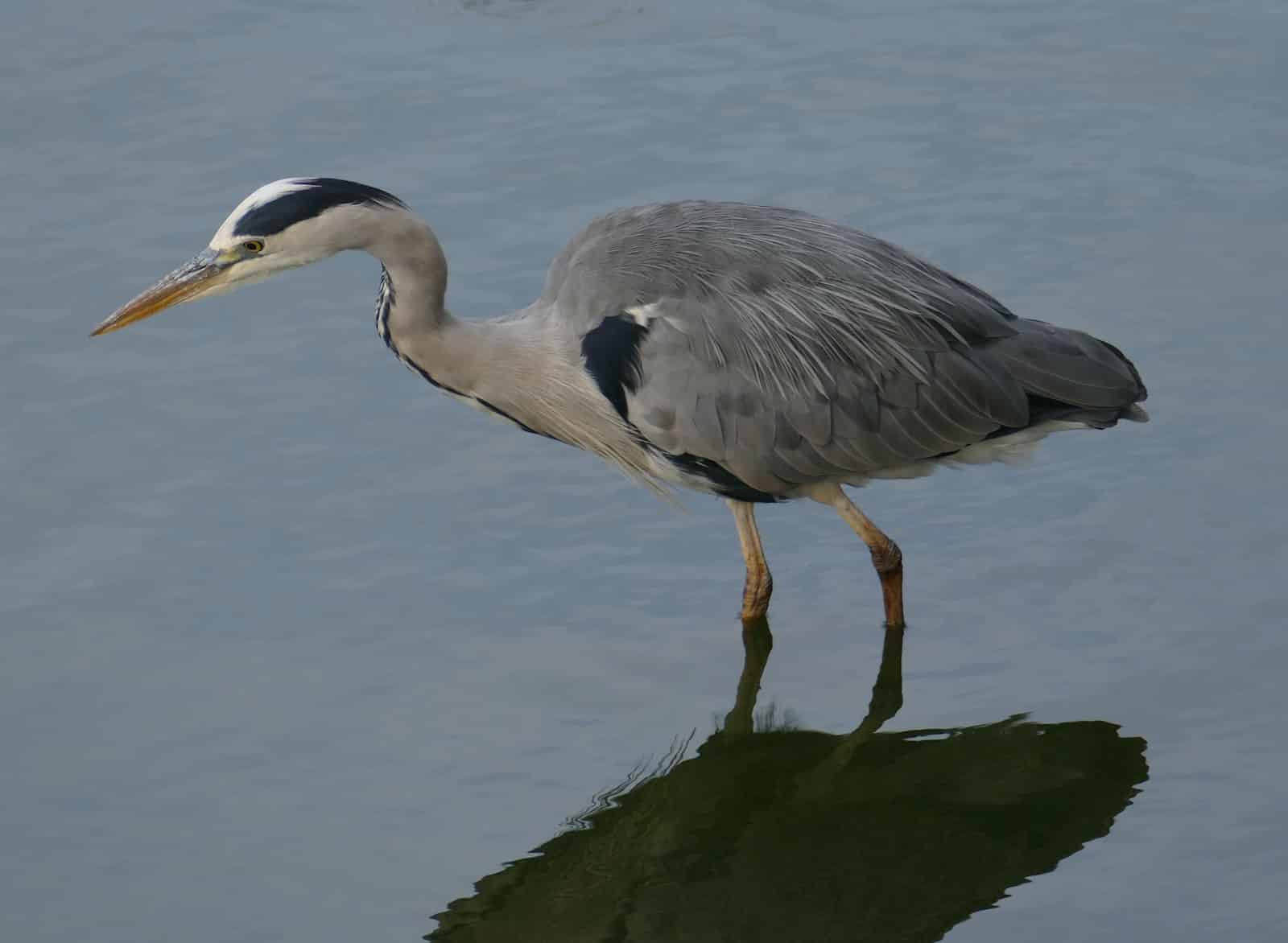 Different Types of Herons in Michigan