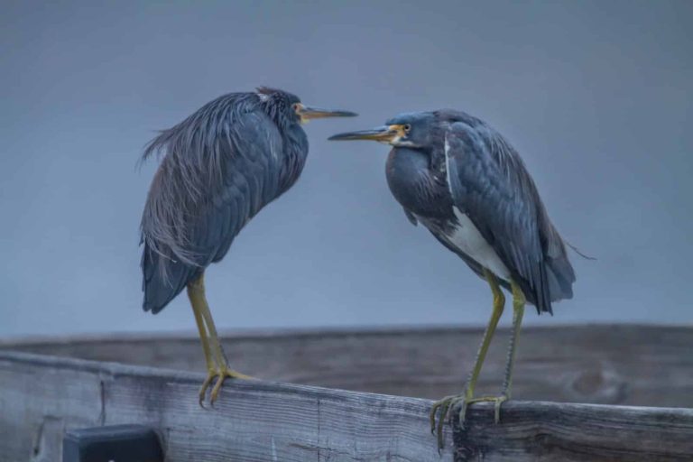 9 Different Types of Herons in North America