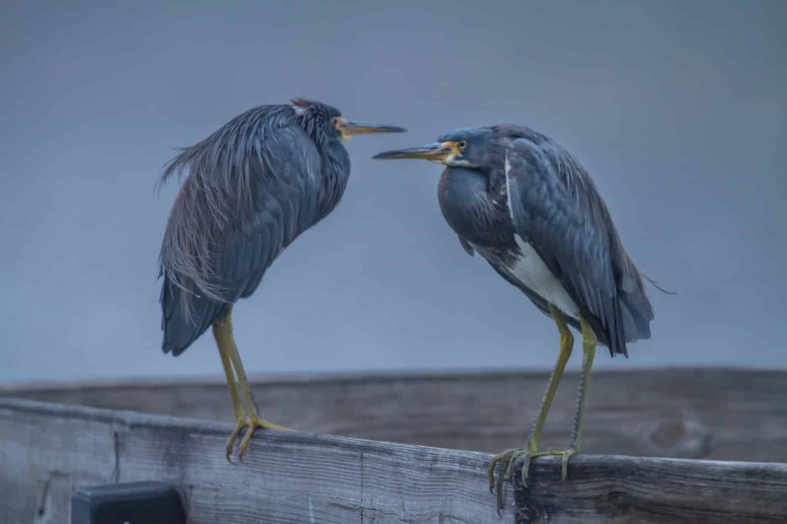Different Types of Herons in North America