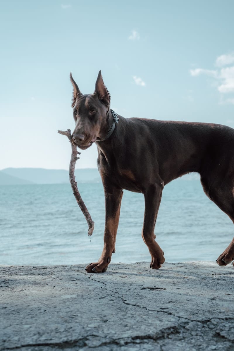 Dobberman Pinscher