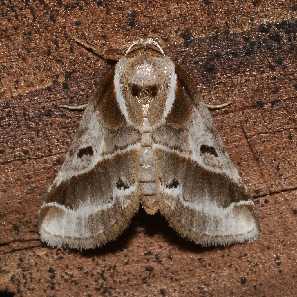 Doubleday's Baileya Moth