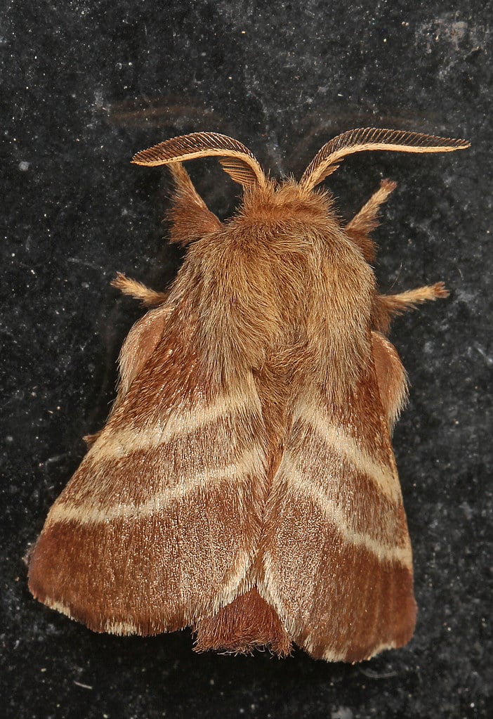 Eastern Tent Caterpillar Moth
