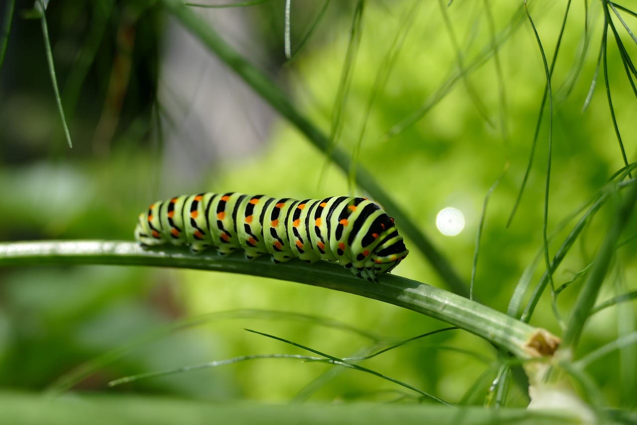 Eastern Tiger Swallowtail Caterpillar