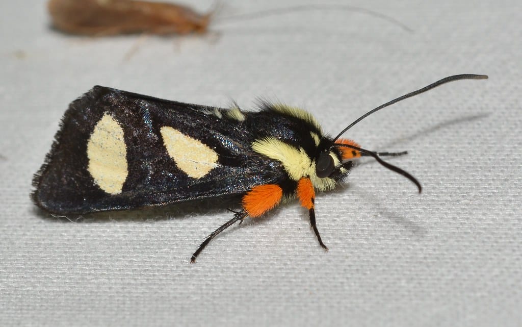 Eight-Spotted Forester Moth