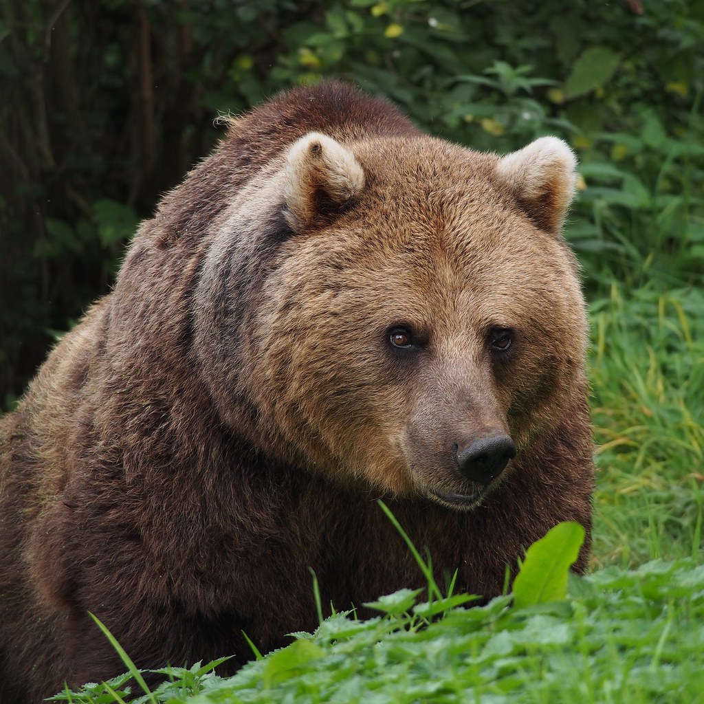 Eurasian Brown Bear
