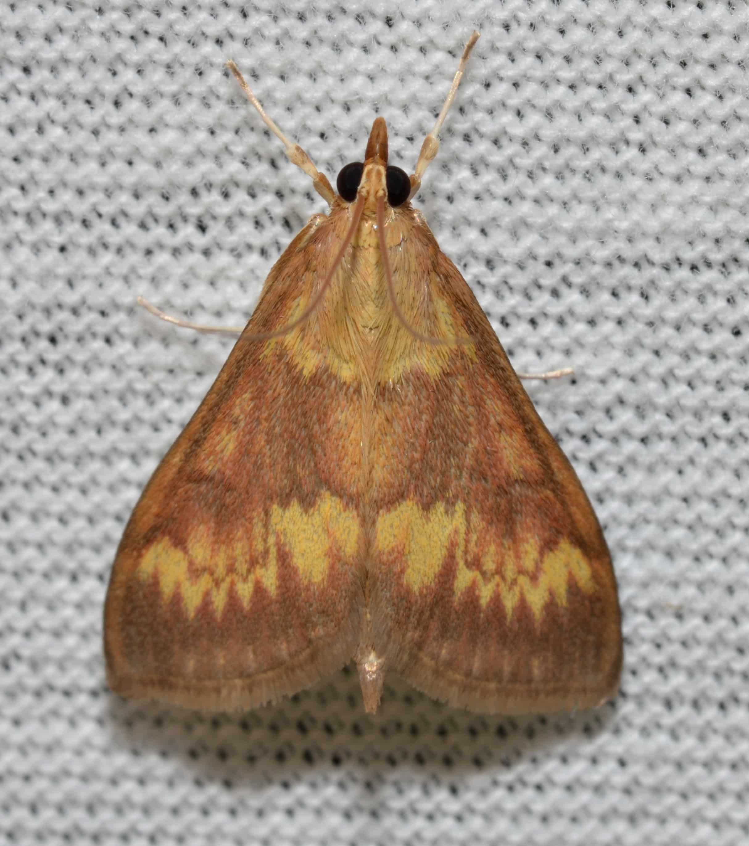 European Corn Borer Moth