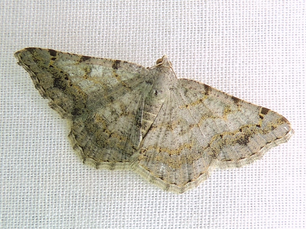Faint-Spotted Angle Moth