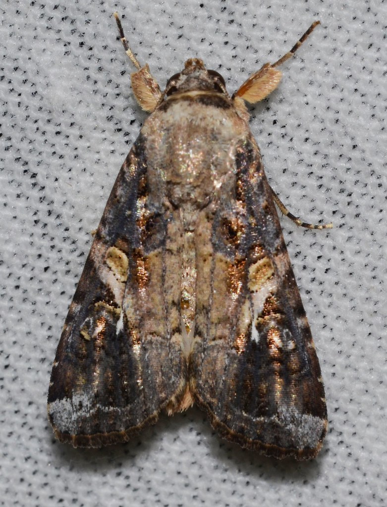 Fall Armyworm Moth
