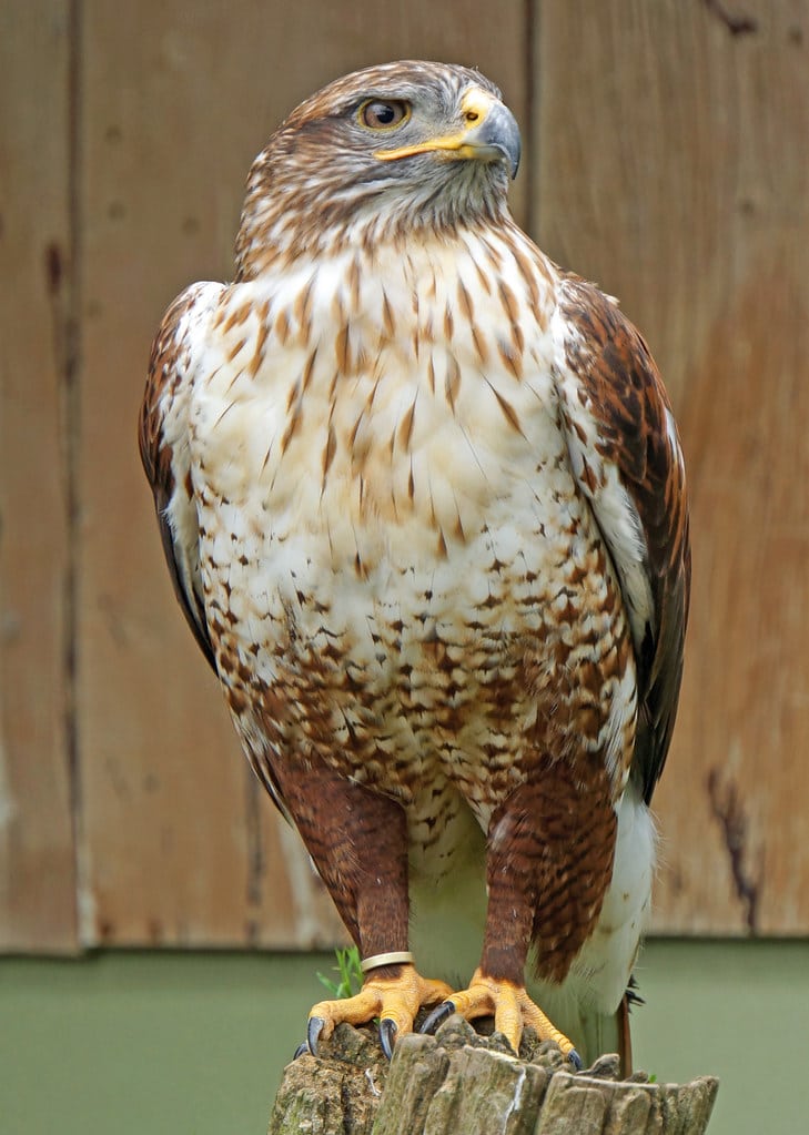 Ferruginous Hawk