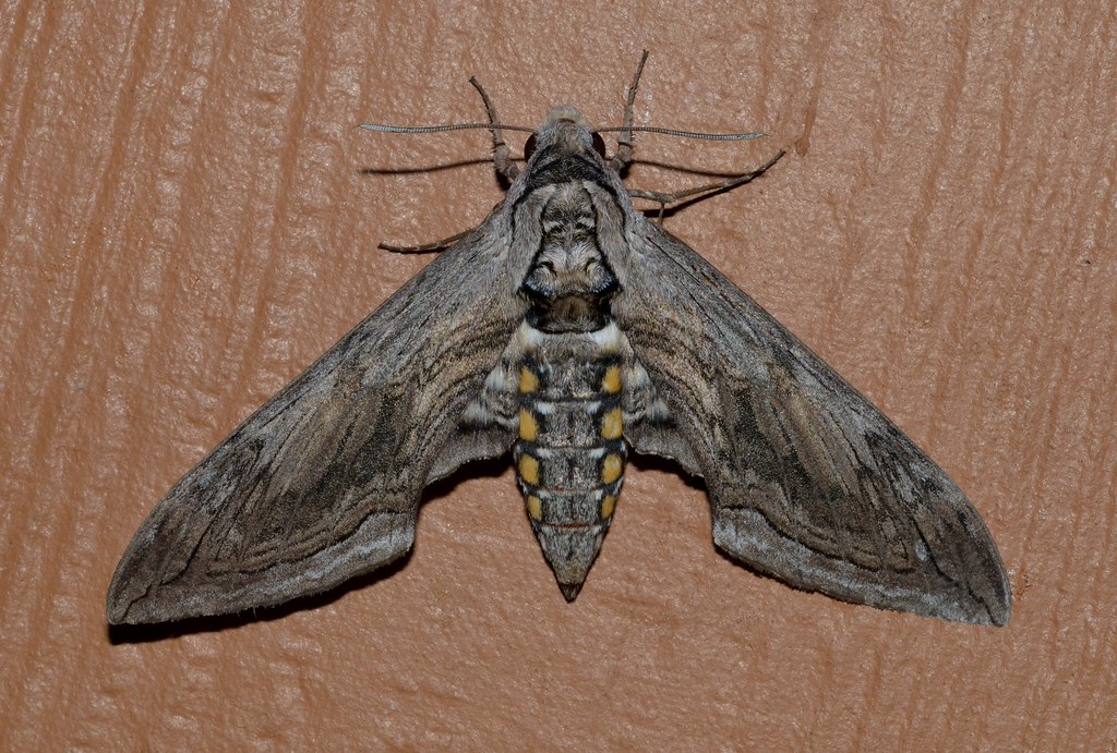 Five-Spotted Hawk Moth