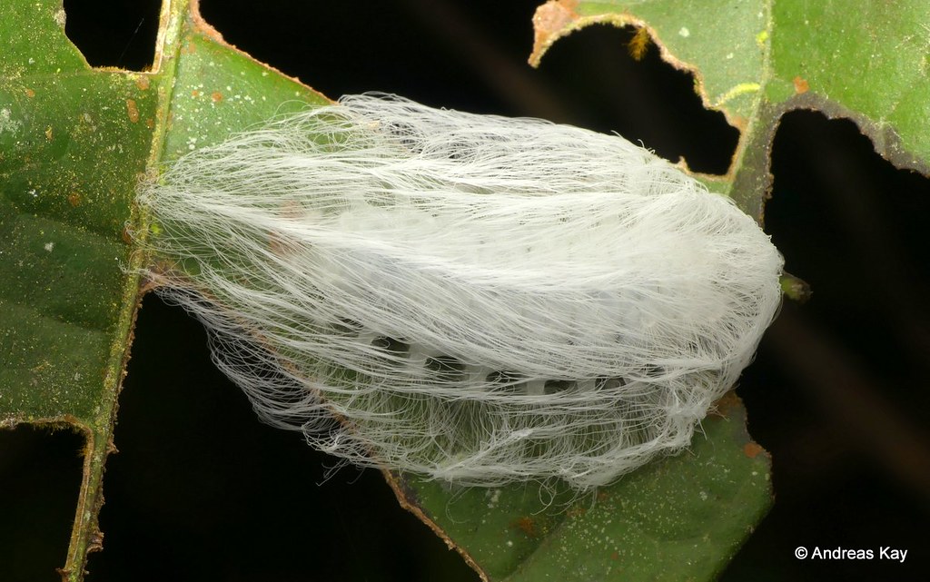 Flannel Moth Caterpillar
