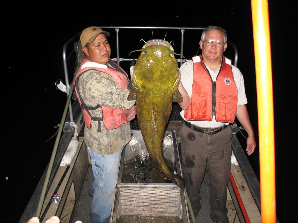 Flathead Catfish