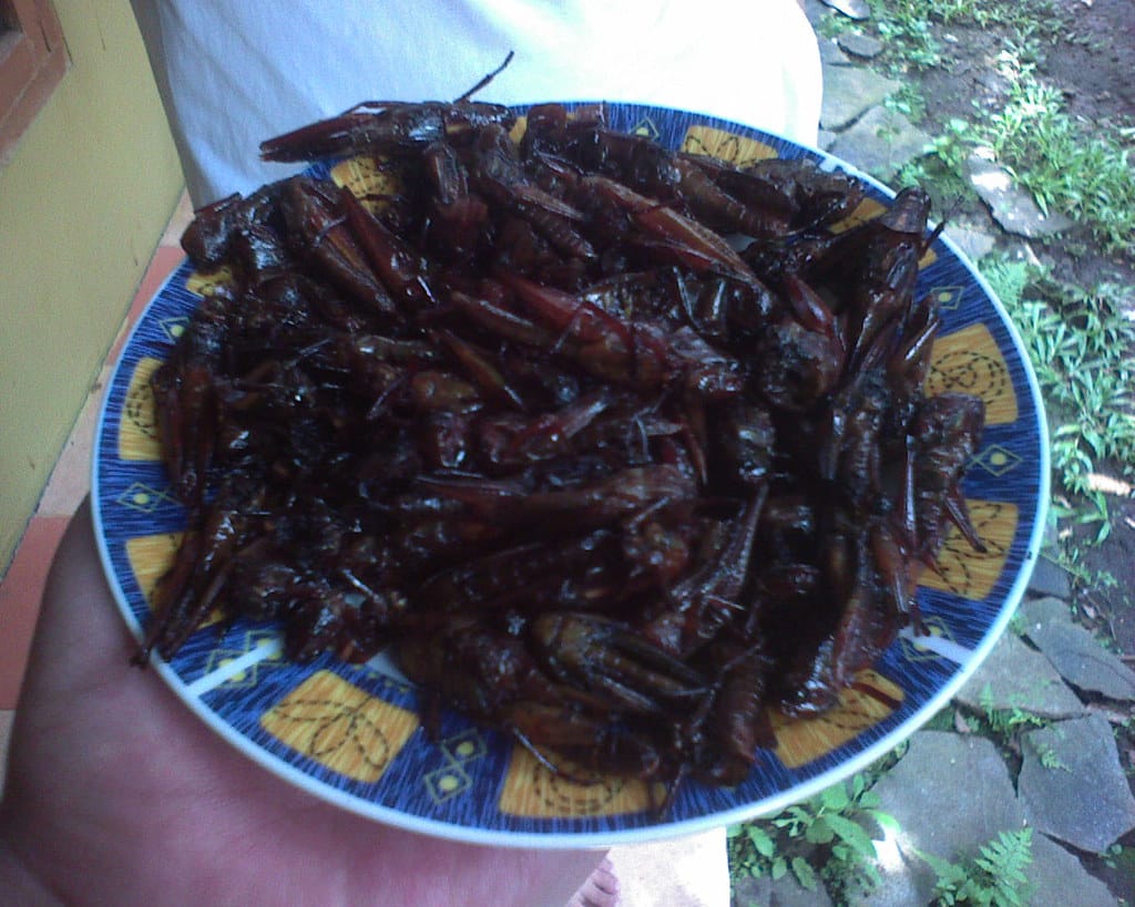 Fried Grasshoppers