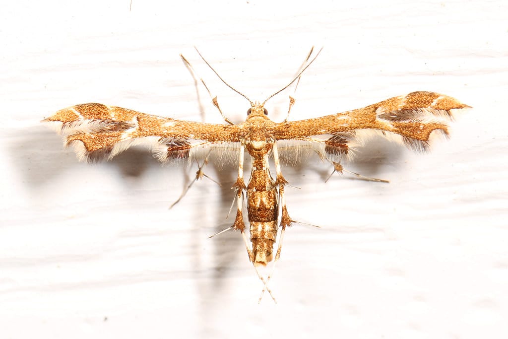 Grape Plume Moth - Types of Moths in Alabama