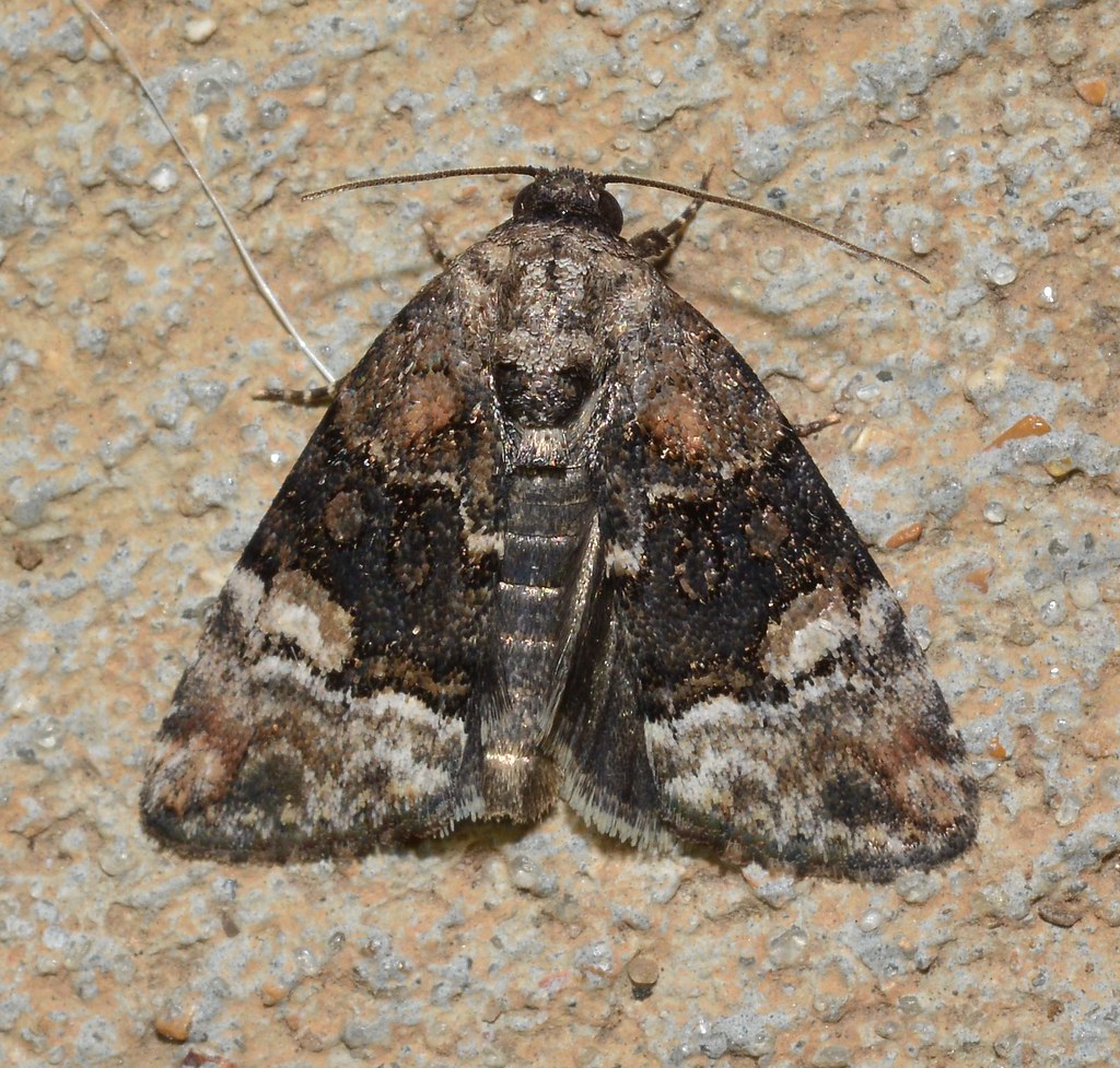 George's Midget Moth